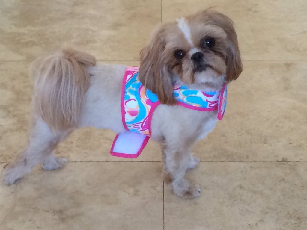 mramsey8's tweet photo. Cutest little @LillyPulitzer dog harnesses! Thanks @Drew_Behling @PawsitiveStyle #obsessed #FLDogs https://t.co/n7q8HJJYJz