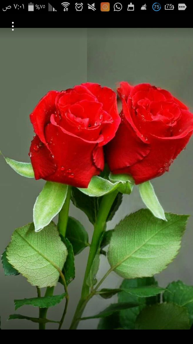 baasel399's tweet photo. مبروك بسمه وعقبال المليون
تستاهلين الخير
 #بسمة_ألم_20_الف_متابع https://t.co/JdAku0qAC3