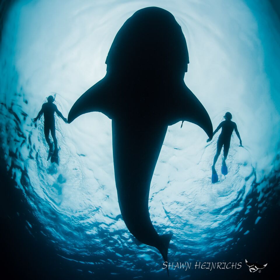 RacingXtinction's tweet photo. "What happens to this planet is now in our hands." #RacingExtinction https://t.co/fqiRMLglEm