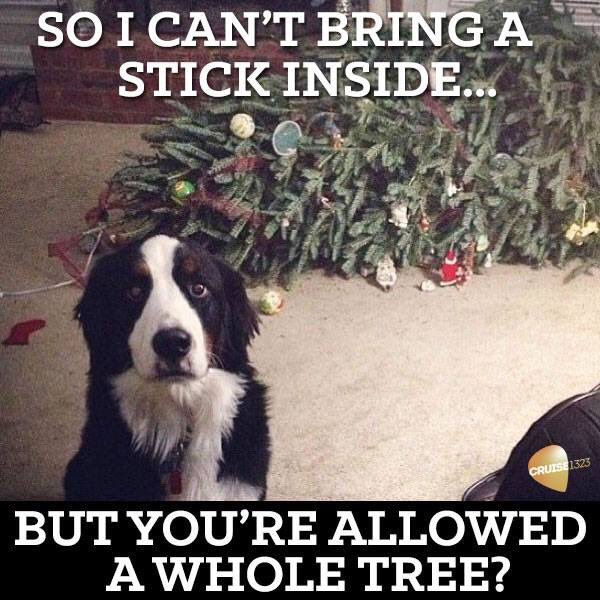 WIFEthalion's tweet image. Hehe some dog humor. Touché