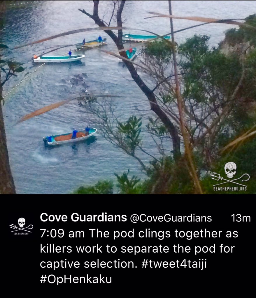 Jedicat02's tweet photo. @POTUS @cnni @cnnbrk #WAZA Why do leaders of the world do NOTHING about this massacre?! #Japan #DolphinGenocide π«π¬π https://t.co/mlZ6fekKTN