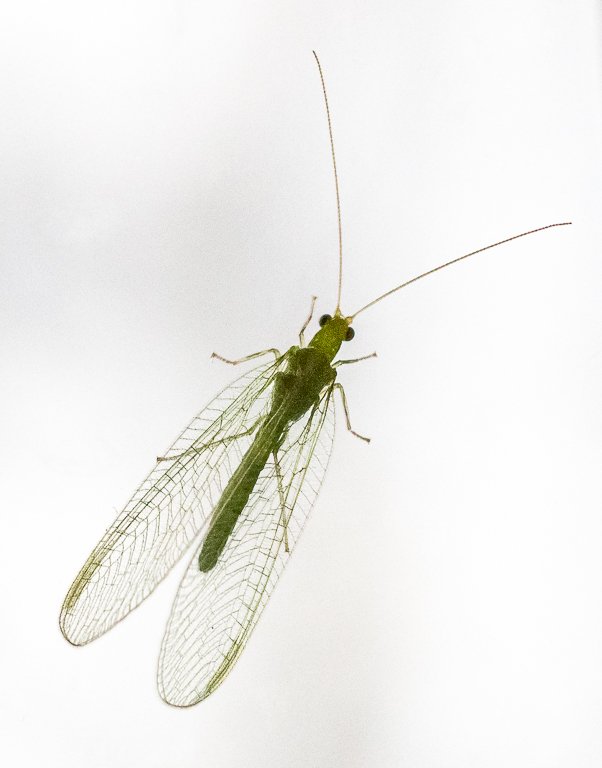 oneimageaday's tweet photo. Very mild weather - this green lacewing should be hibernating: https://t.co/9azQPvepFK https://t.co/zfP0jjC6wO