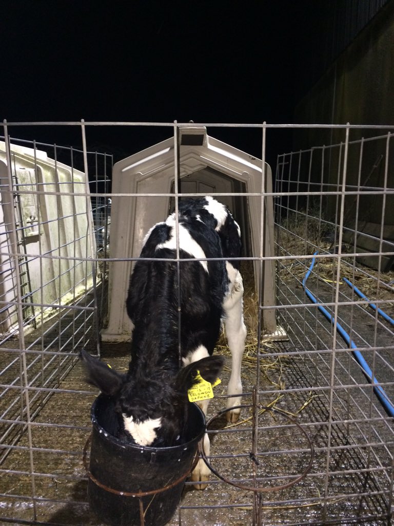 Semex's tweet photo. RT @Willis_Farms: Solomon heifer x Inch Storm Daphne family, good strong calf w width &amp; length. @Semex @Skybrook90 https://t.co/VSLTKPhHWt