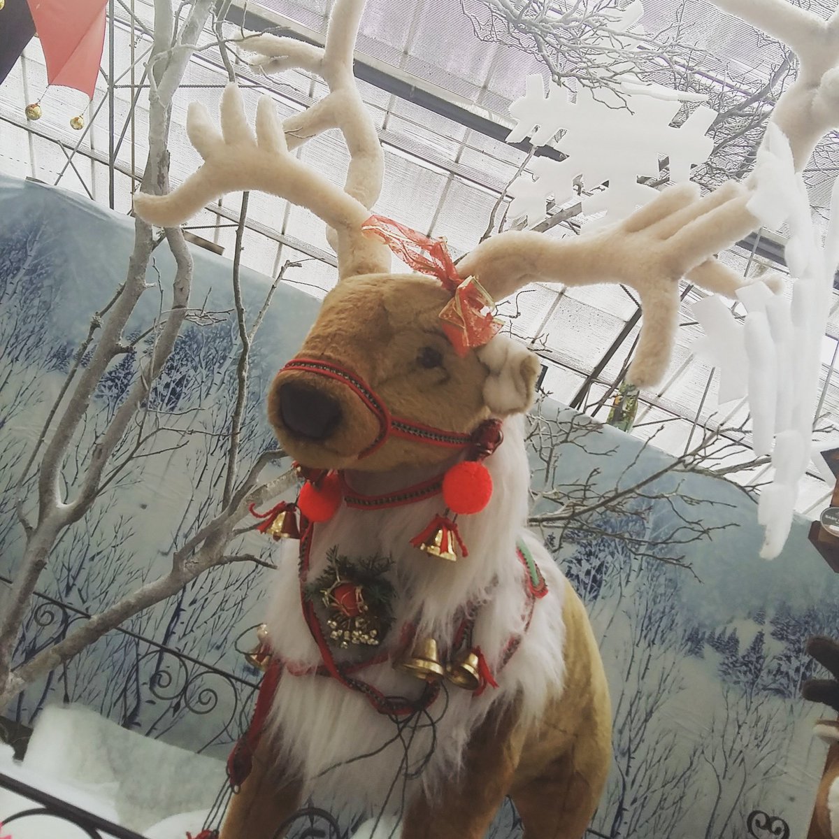 Meet this happy reindeer at Thompsons Garden Centre in Watery Lane, #Newchurch #isleofwight Also serving great food!