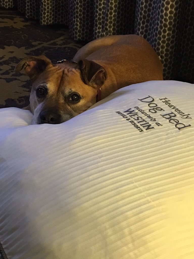 zeckwa's tweet photo. @spg thanks @WestinCLE ! Tess loved her heavenly bed as much as I loved mine. https://t.co/FeHxyYT7HU