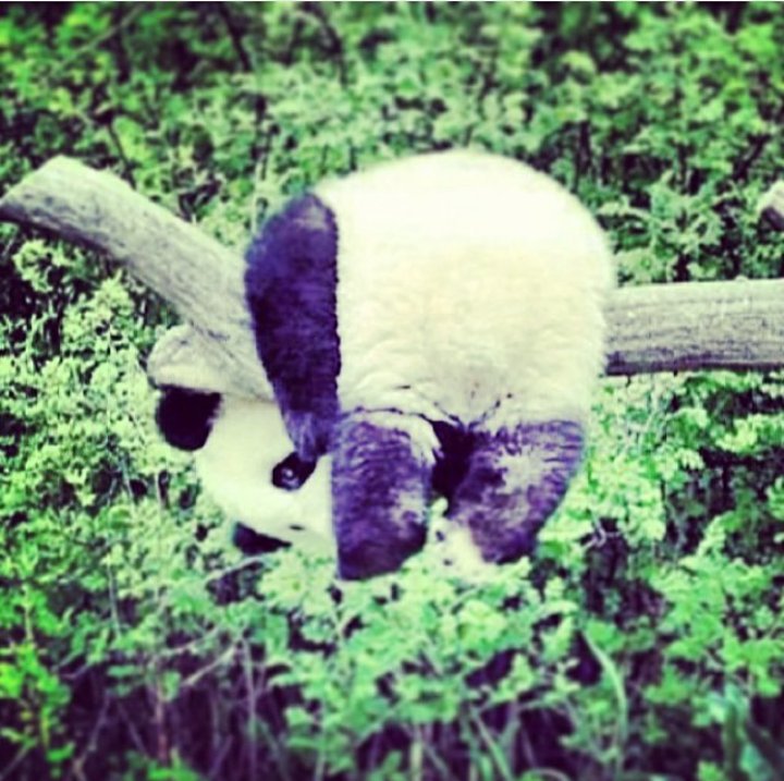 Pazar günleri ben temsili değil