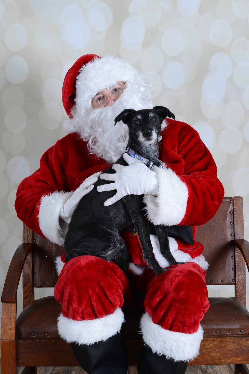 Tulk64's tweet photo. Santa's lap @PurinaCanada #DentalifeSmile #DLS209 @PawsWay https://t.co/7qjHhXiSET
