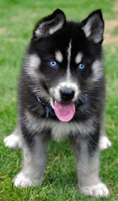 MISTER_GIA's tweet image. -  Husky !!!😍😍