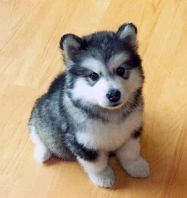 MISTER_GIA's tweet image. -  Husky !!!😍😍
