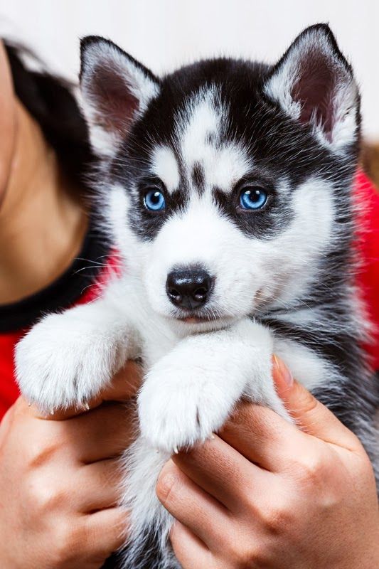 MISTER_GIA's tweet image. -  Husky !!!😍😍