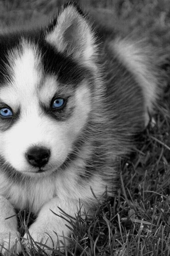 MISTER_GIA's tweet image. -  Husky !!!😍😍