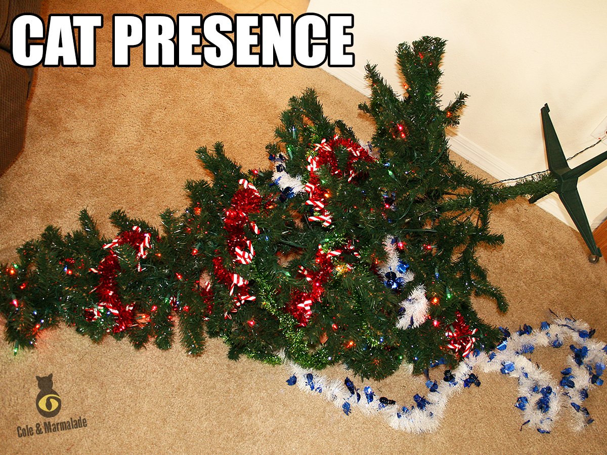 ColeTheBlackCat's tweet photo. Look furmiliar? :)
#MeowyChristmas #ChristmasWithACat
@TheEllenShow @CP_Southampton @catfancy @TheCatNetwork https://t.co/PyieZLWbaM
