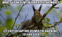 critter_capture's tweet photo. #AnimalRemovalBoss #CritterCapture #HumaneAnimalRemoval #WeReallyLoveAnimals https://t.co/e4oPRyxs15