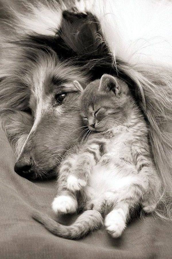 Besenstilvoll's tweet photo. Wunderschön <3 #Tierbilder #Katze #Hund #Wunderschön #Tierbild #Besenstil #besenstilvoll https://t.co/vSrtmzukTA