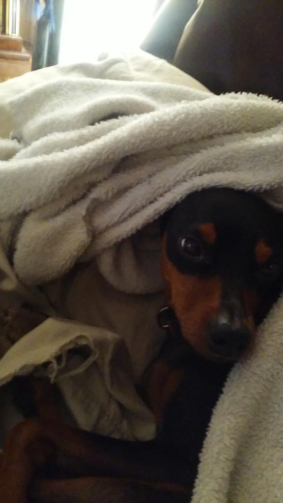 lilaubiegirl's tweet photo. #sunday #napday #annoid #GRRR wants me ta bite YA? Keep on! @WinstonPuddles @Im_A_Bumbler @LOUISJPUG @CurtisThePug_ https://t.co/lhDmh6CBVO
