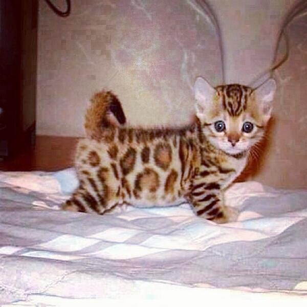 SoCuteKittens's tweet photo. Adorable spots. https://t.co/lkQWoflT2c
