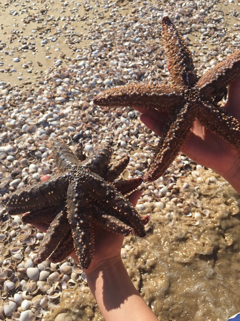 Teegz_Goodall's tweet photo. Found 5 starfish today. They have to be my favourite https://t.co/YhPfBKSJhy