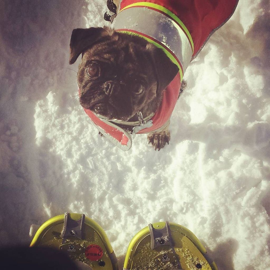 Puglee_Pug's tweet photo. Snowshoeing with my mama! Loving the snow! #snowpug #frankiethenotoriouspug #pugs #dogdogdog #puglove #pugfaces #paโฆ https://t.co/mPhj4eDcfo