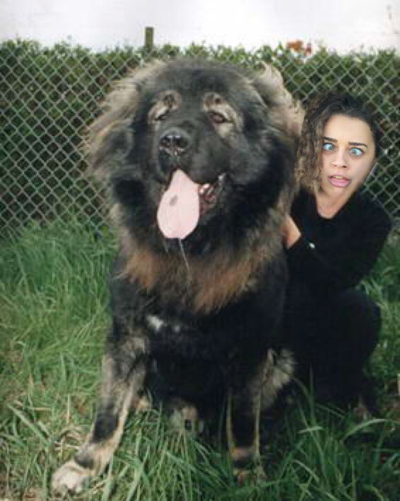 charityhardaway's tweet photo. Congrats to @KaptainKalli for pursuing her dream of breeding Caucasian mountain shepherds. So proud of you!! https://t.co/bH7rWROSWF
