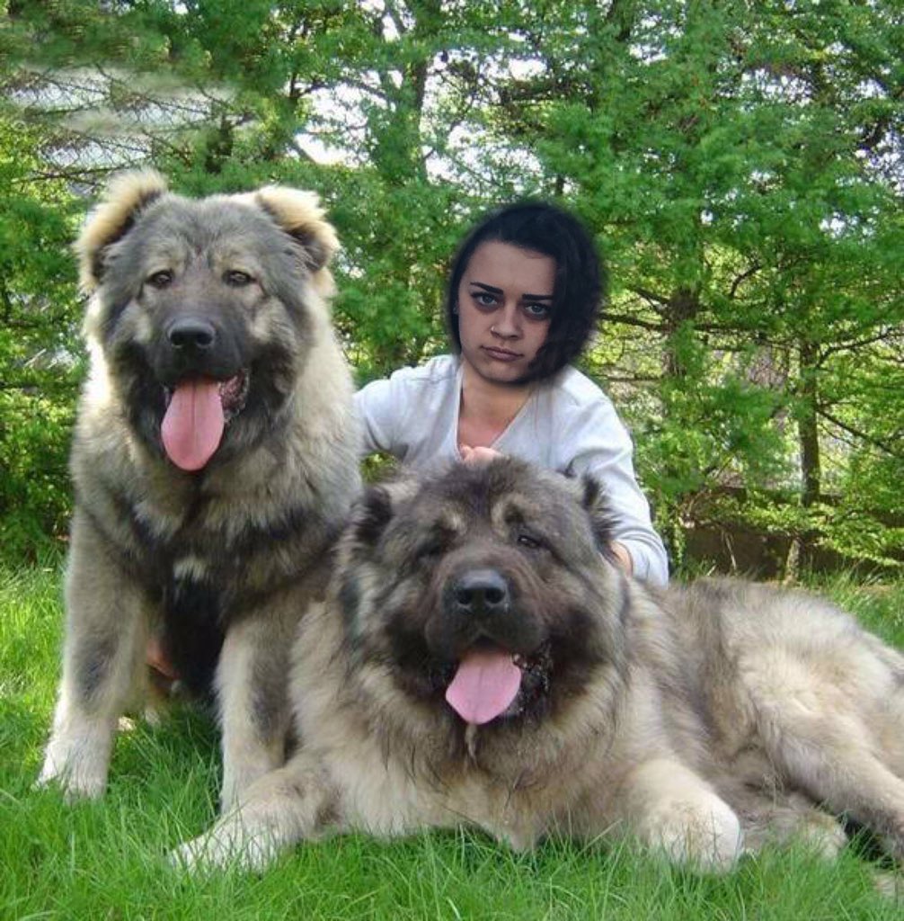 charityhardaway's tweet photo. Congrats to @KaptainKalli for pursuing her dream of breeding Caucasian mountain shepherds. So proud of you!! https://t.co/bH7rWROSWF