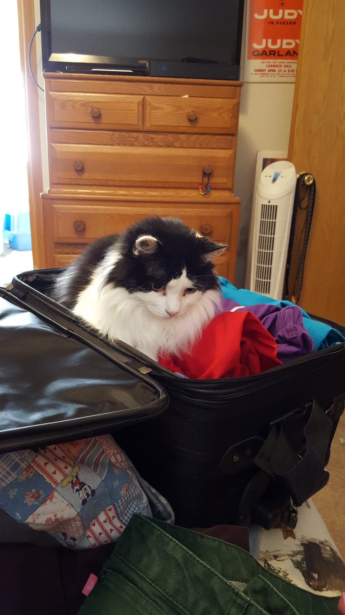 gtoto1961's tweet photo. @SallydanMolnar well packing and going through my crap for the move my cat wants to make sure she isn't forgotten https://t.co/HVMmDrtadQ