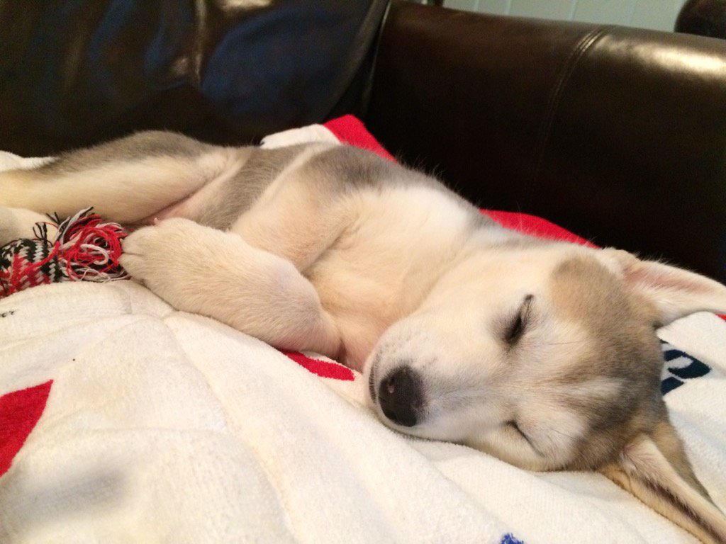 QuinnAFoley's tweet image. Current mood as explained by Meeka