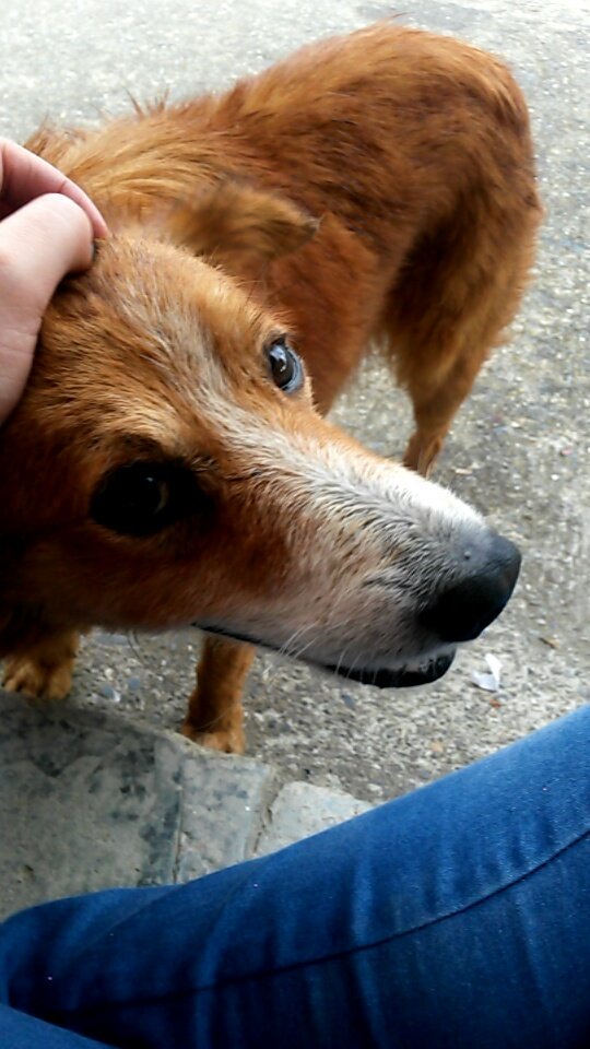 GomezTCarolina's tweet photo. Yo no tengo empatia con los niños pero si con los animales.
#Monooo♡♡♡ https://t.co/dpNqSugRHO