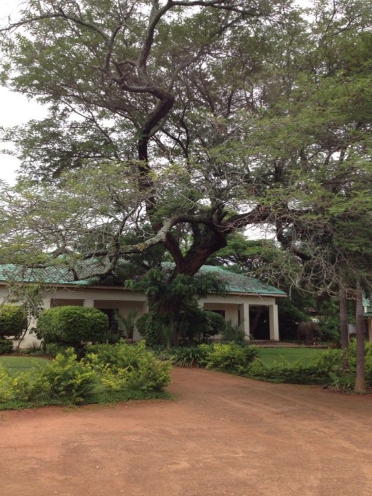 The most fantastic old tree growing at the front of our lodge in Lusaka #LeopardsHill #Zambia