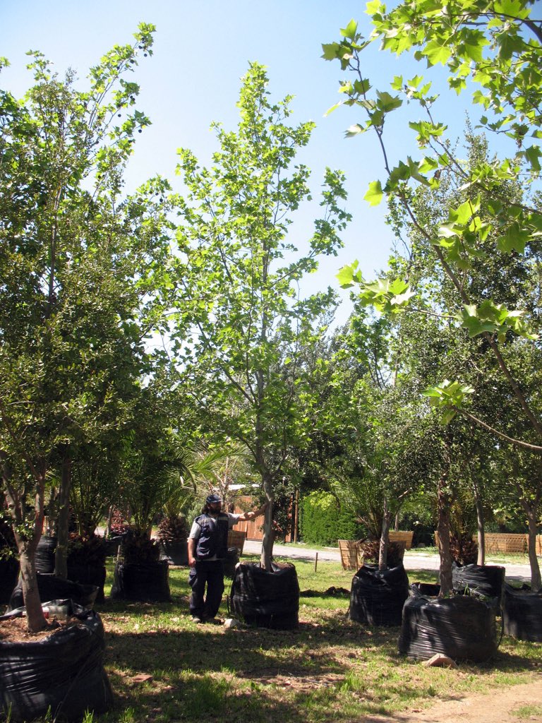 Morande83's tweet photo. Qué árbol prefieres para @morande83 ? https://t.co/czvBcJGhhR
