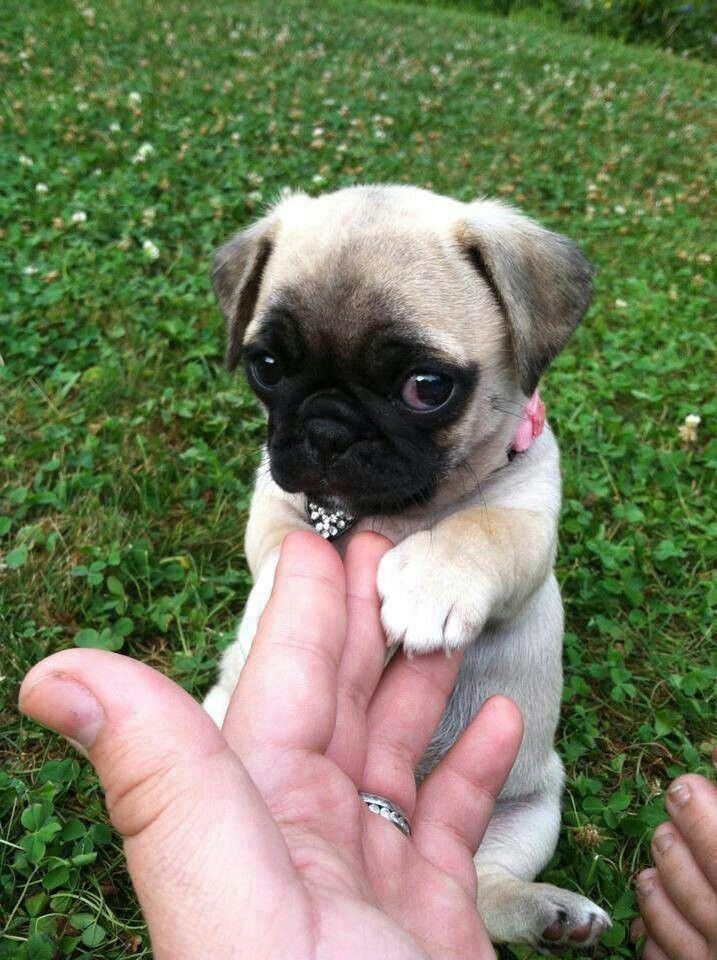 Nothing can make your day better like a Pug puppy 😍