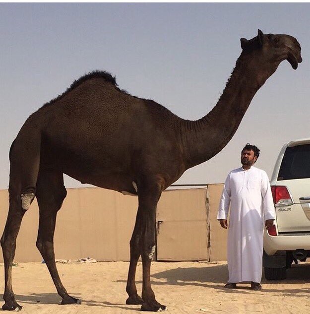 ماشاء الله 
لو خيروك بين الوضحا والمجهم وش تختار ؟ 
#المجاهيم #الوضح 
#مزاين 
التصويت في الرد الأول 👇