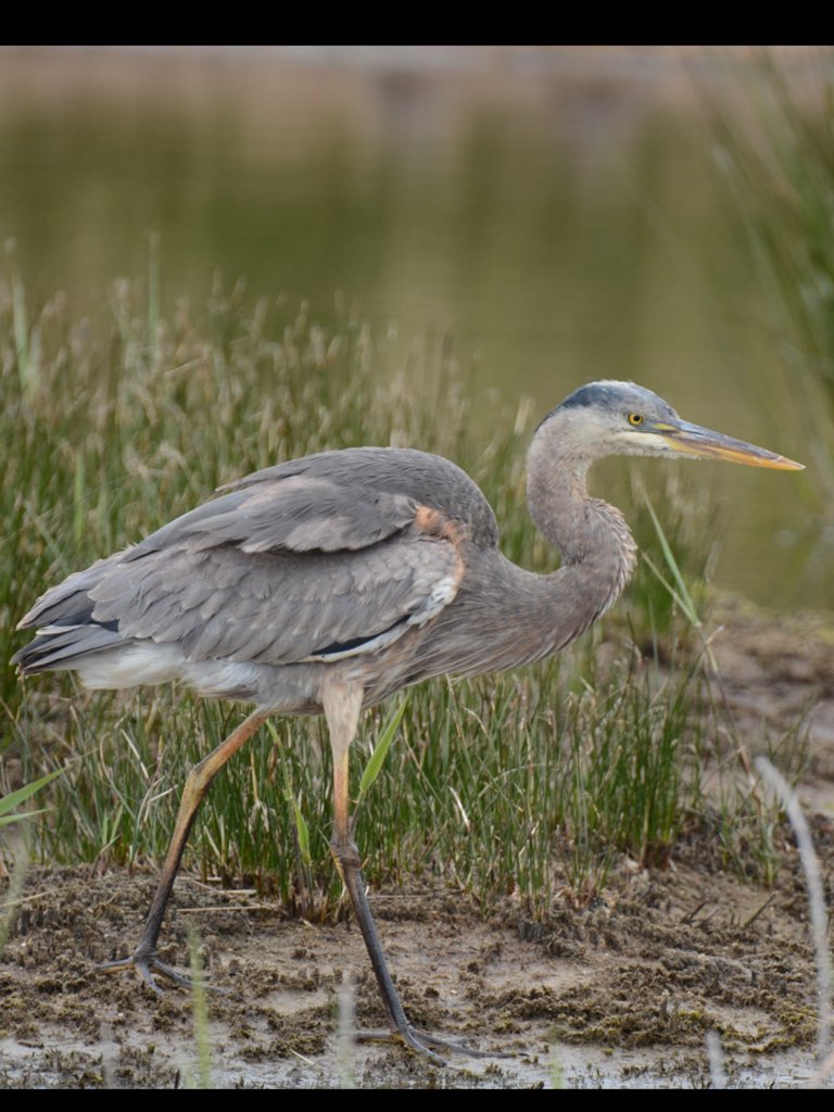GlamBirder's tweet photo. Some of my #Birding Highlights of 2015 and my #Mega of the year is the Great Blue Heron on #Scillys in May #birdpics https://t.co/BbtDtEm10Y