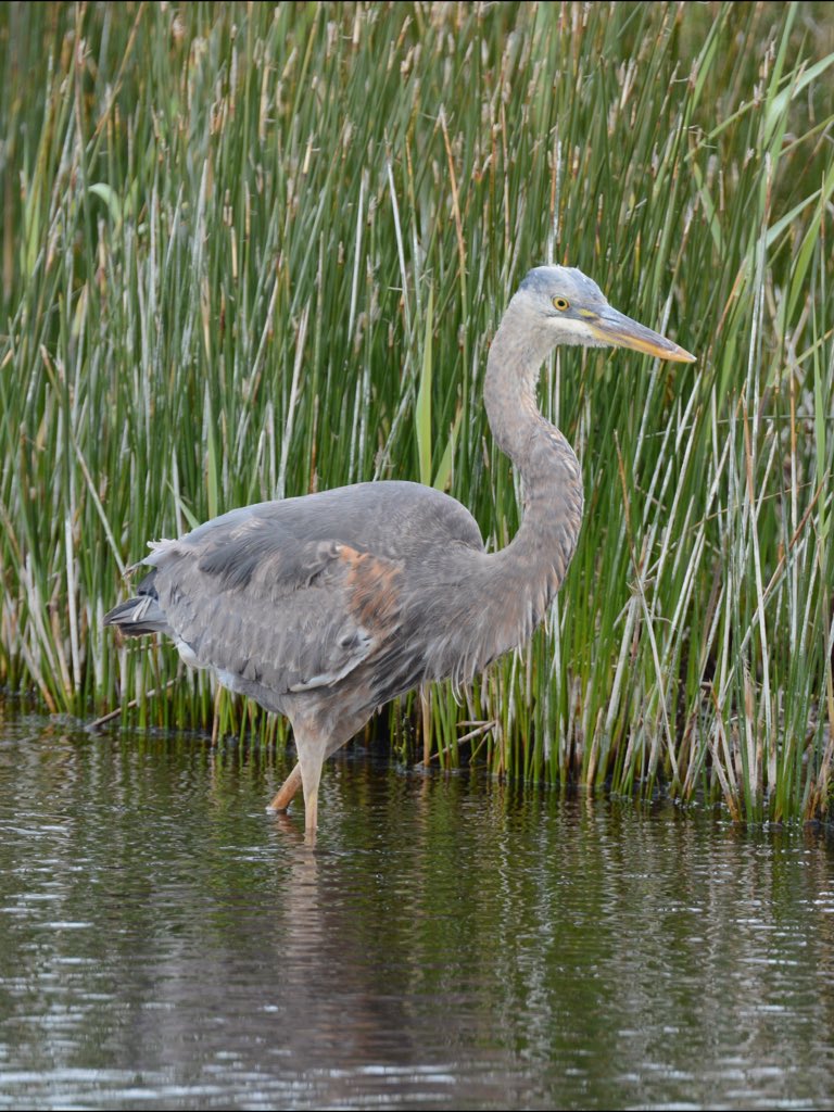 GlamBirder's tweet photo. Some of my #Birding Highlights of 2015 and my #Mega of the year is the Great Blue Heron on #Scillys in May #birdpics https://t.co/BbtDtEm10Y