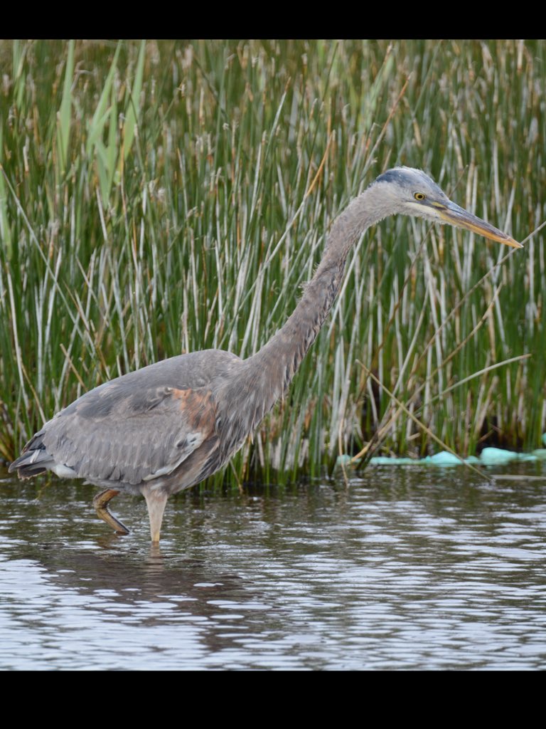 GlamBirder's tweet photo. Some of my #Birding Highlights of 2015 and my #Mega of the year is the Great Blue Heron on #Scillys in May #birdpics https://t.co/BbtDtEm10Y