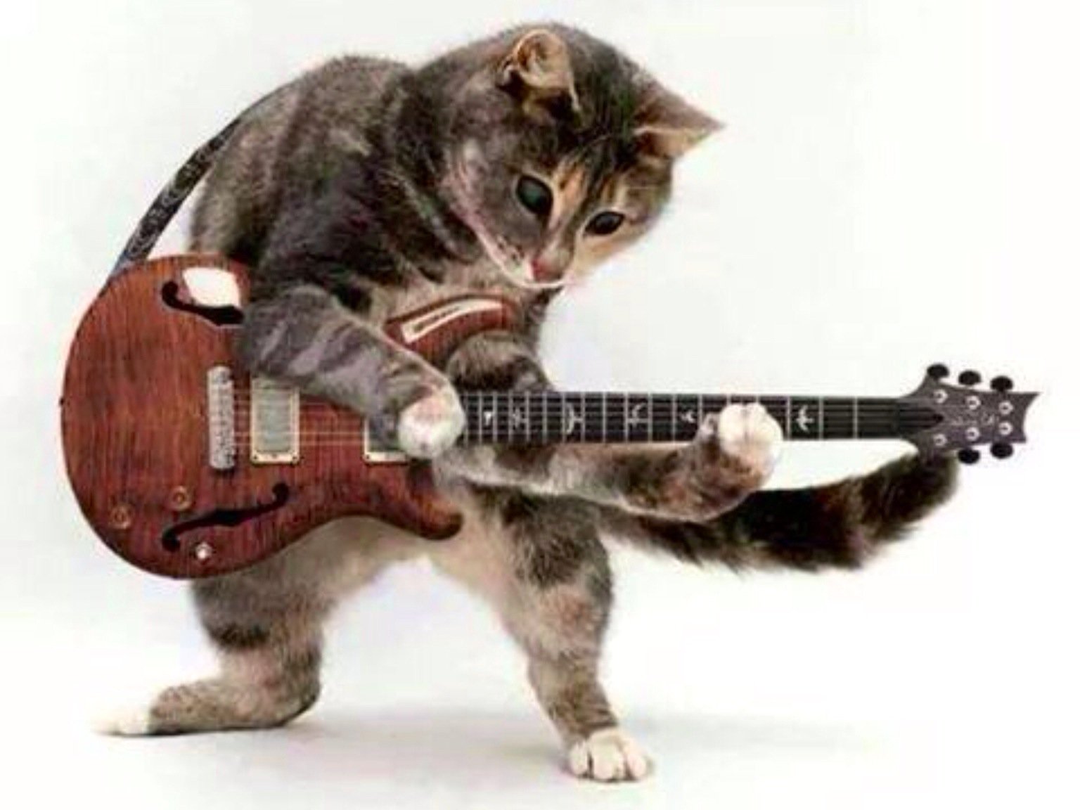 12/20 Happy Birthday! 
Robt. Colomby (Blood, Sweat & Tears)
Peter Criss (KISS)
Alan Parsons (Alan Parsons Project) 