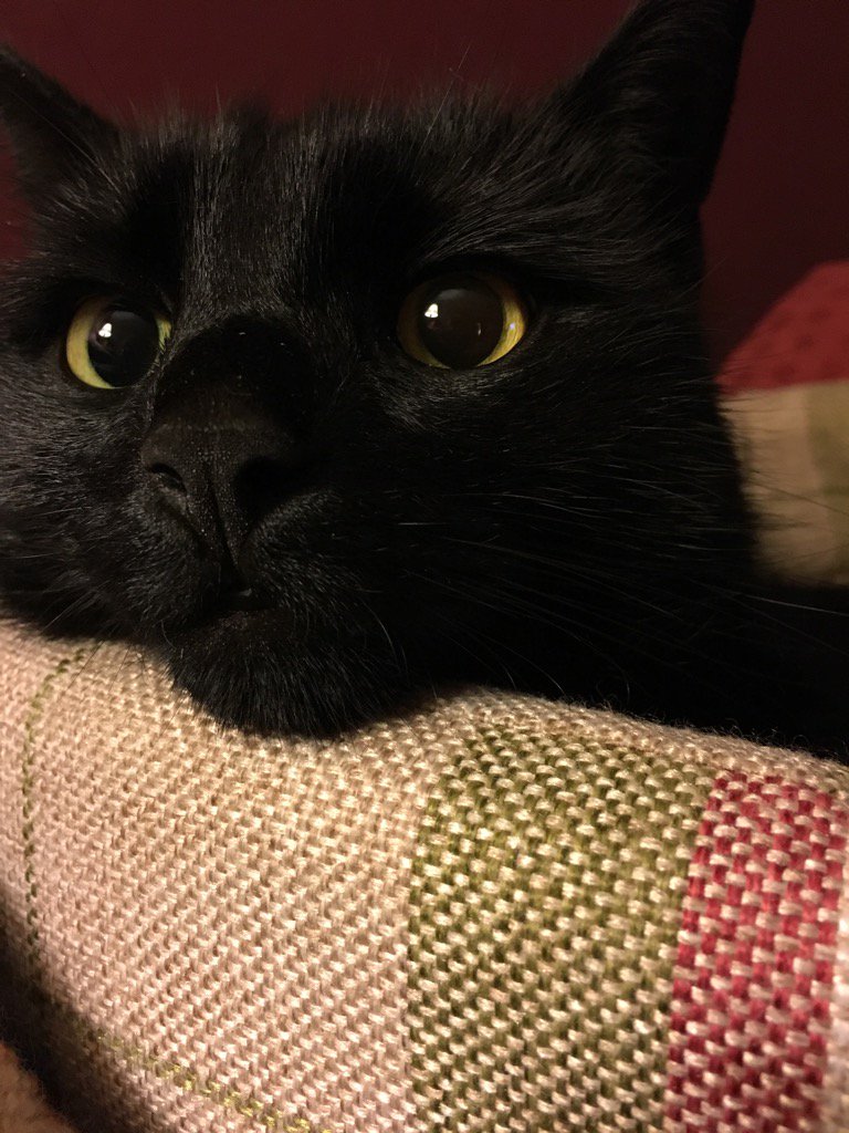 PerthshireCat's tweet photo. Does my nose look big in this? #PerthshireBed https://t.co/rdQbM26RWX