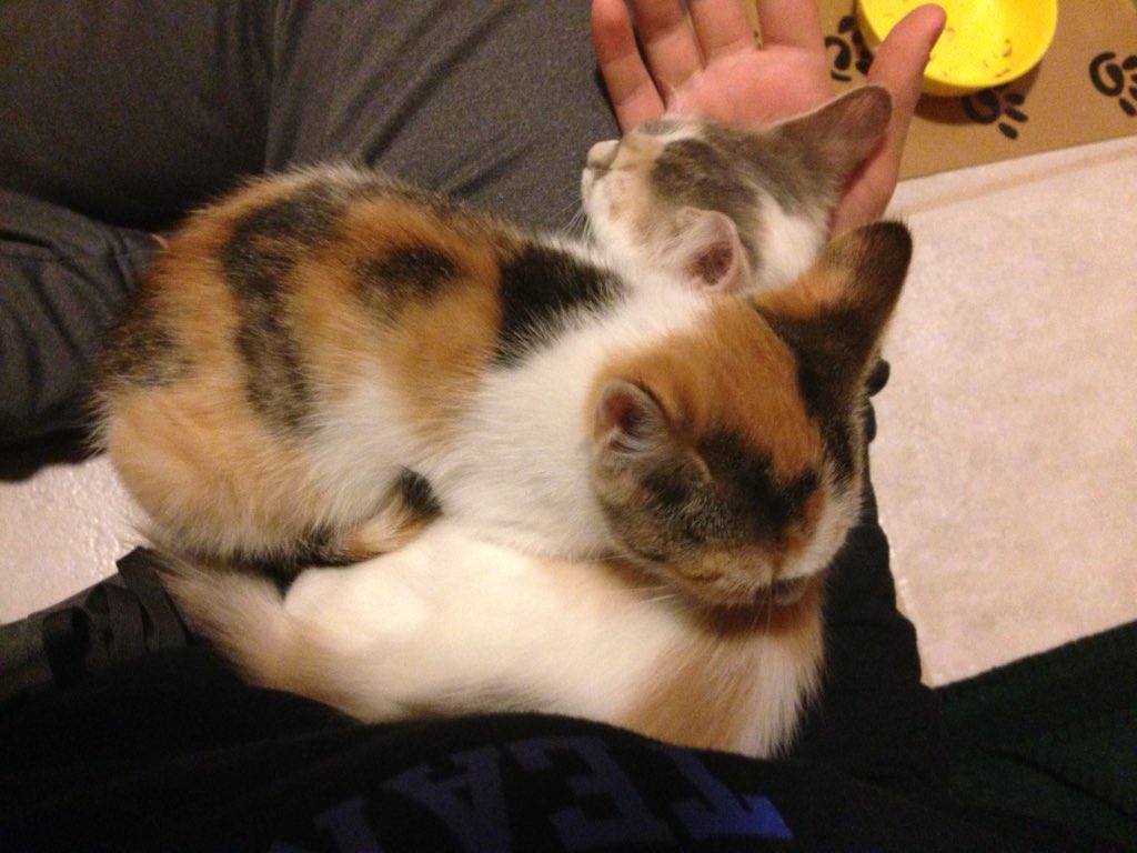 maddyintweets's tweet photo. When the kittens can't sleep without each other https://t.co/IqbYeXTFPO