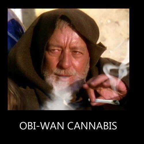 SW_milgrau's tweet photo. Essa nao era a erva que vocês estão procurando 🍁👽 https://t.co/csWm5f6ITc