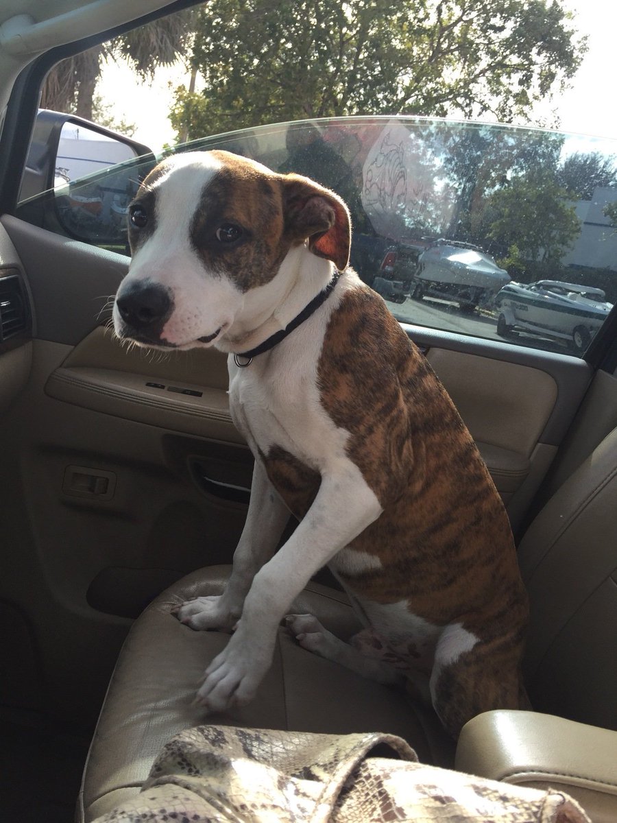 ILY_Animals's tweet photo. Oh boy we found a dog roaming the streets  yesterday! WE MIGHT BE GETTING A NEW DOG!! :D :D https://t.co/b0daMSH629