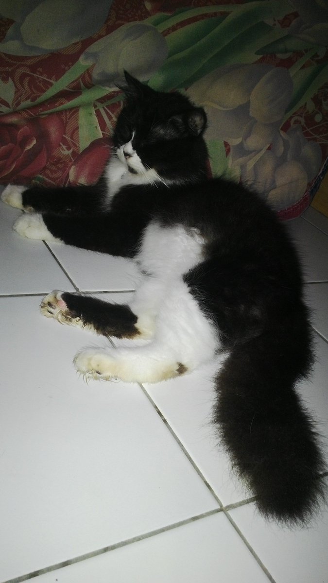 Di tinggal natalan sampai lupain si kevin