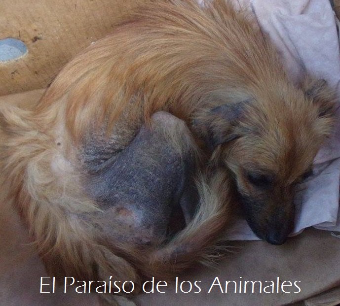 ElParaisoAnimal's tweet photo. #EnNavidadNuncaFalta el deseo de encontrar un padrino, SUMATE AL PROGRAMA PADRINAZGOS DE @ElParaisoAnimal ayudanos https://t.co/vKE8g1hcb0