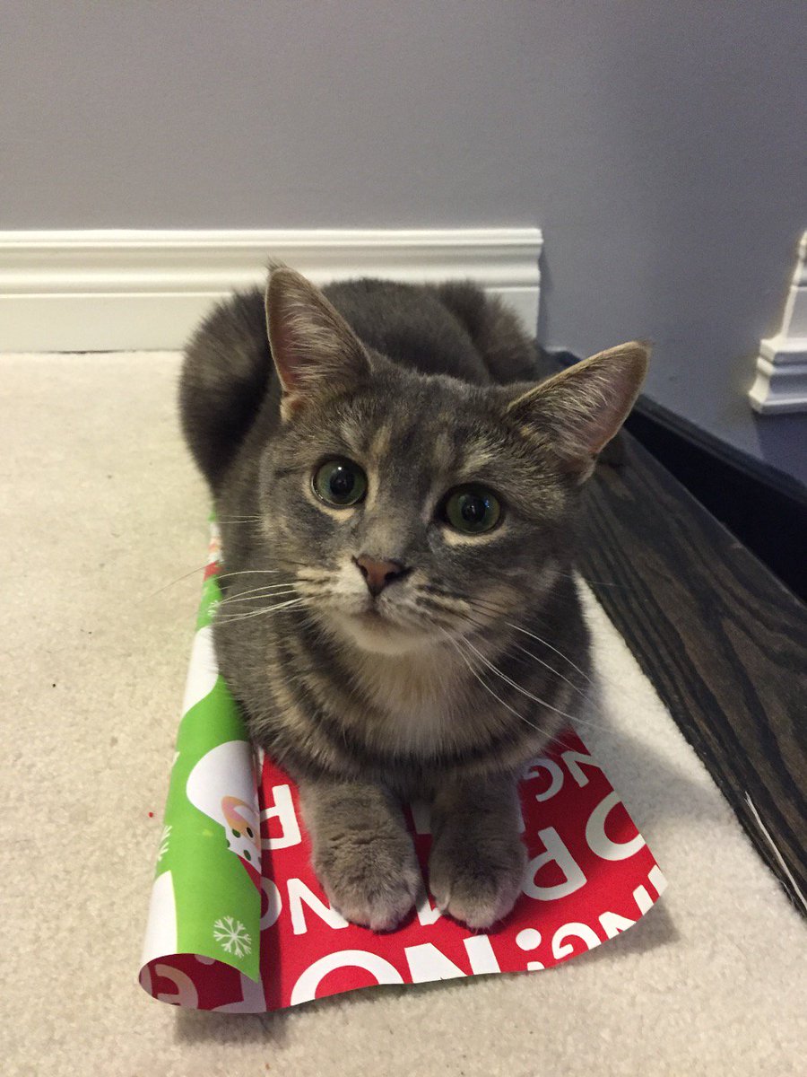 mirmle's tweet photo. She thinks she's helping too... #catfail #wrappingpresents #cat #marblesthecat #Christmas https://t.co/uUlAvJvADw