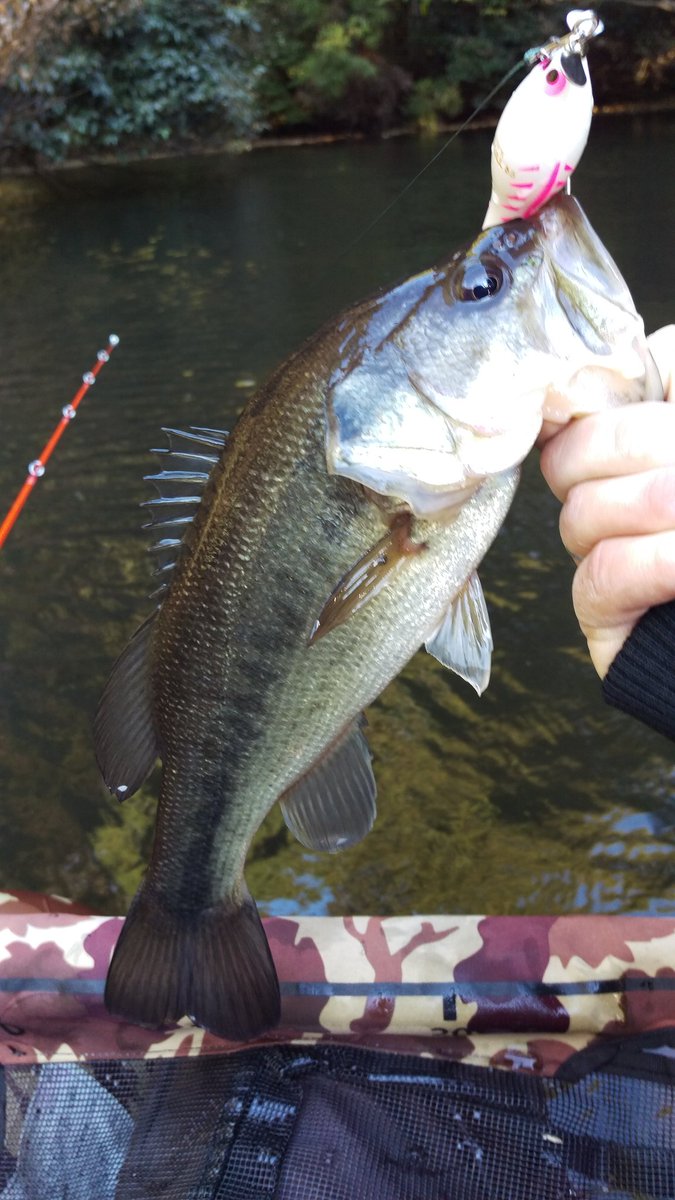 上林正樹 11月最終土曜日にガズル85にて 首振りに全く反応がなくただ巻きに変えたところ1発でどかーんと出てくれました フロッグプロダクツ トイズフロッグ トップウォーター ブラックバス Frogproducts T Co C7glav75rr 上林正樹 11月最終土曜日にガズル85にて 首振りに全く反応がなくただ巻きに変えたところ1発でどかーんと出てくれました フロッグプロダクツ トイズフロッグ トップウォーター ブラックバス Frogproducts T Co C7glav75rr