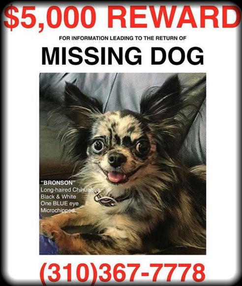 Phillip_Thomaz's tweet image. #BringHomeBronson  🇺🇸 👀 🐶 🐾 

instagram.com/explore/tags/b…