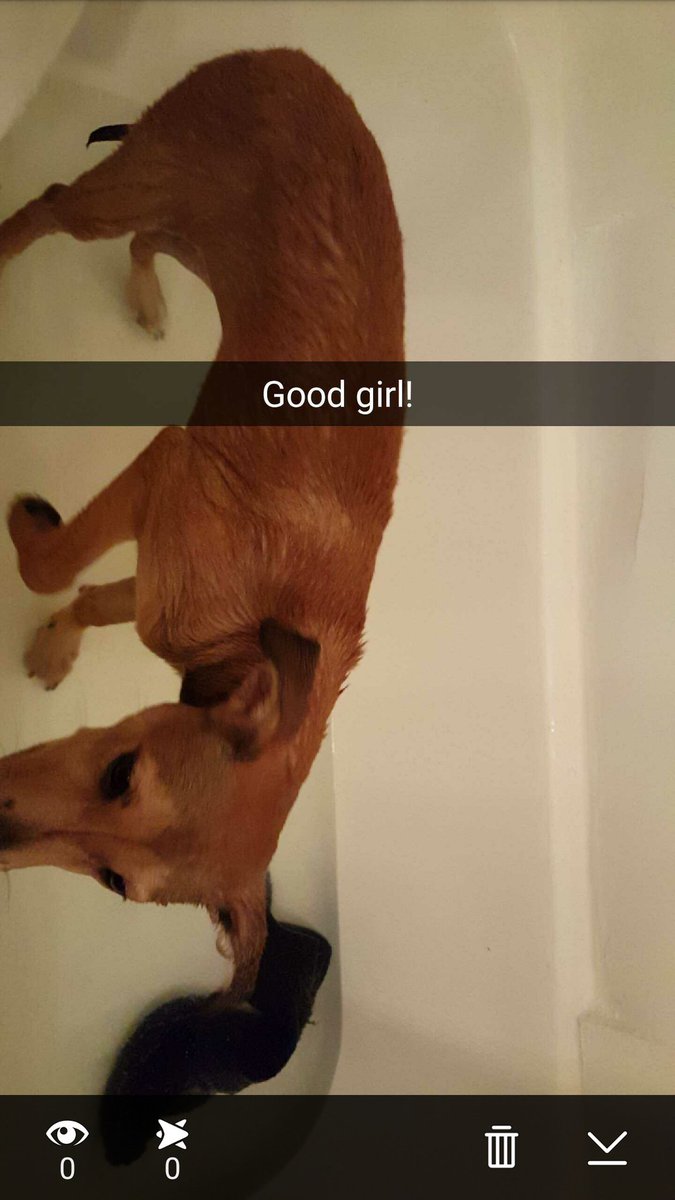 TylerJFrye's tweet image. Handle it like a lady. #Proud. #FirstBath #Bear