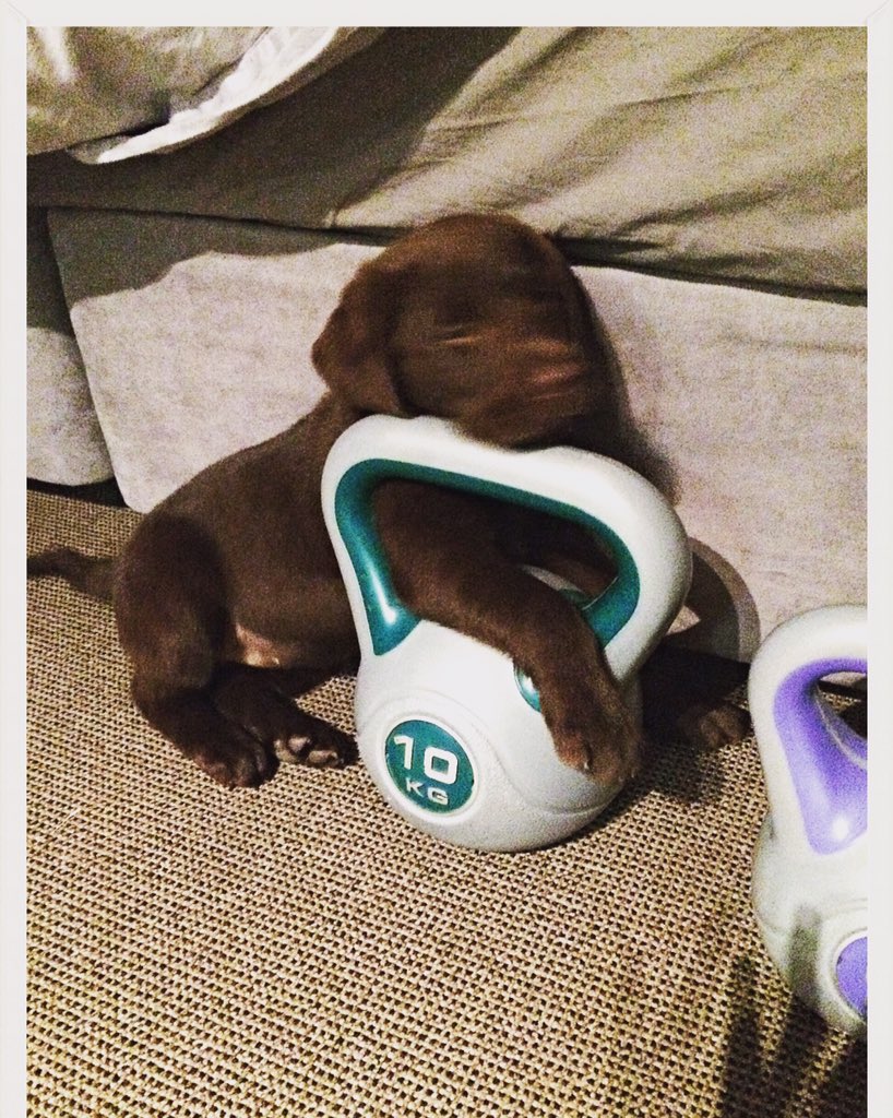 Ms_MelRob's tweet photo. Do you even lift?😂 #puppy #choclab #fitness #labrador https://t.co/lJfkEO1j0H