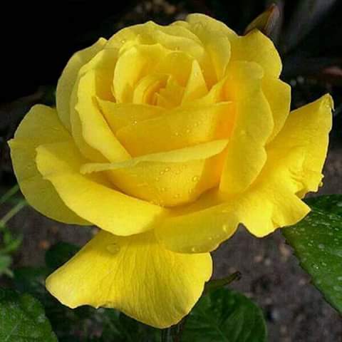 ahmdy329's tweet photo. صباح الخير https://t.co/pLL6N0nmhT