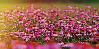 DailyBrewTech's tweet image. The Year In Review: Health Studies Of 2015 #mtnecosep #buy dailybrew.com/b/7175925