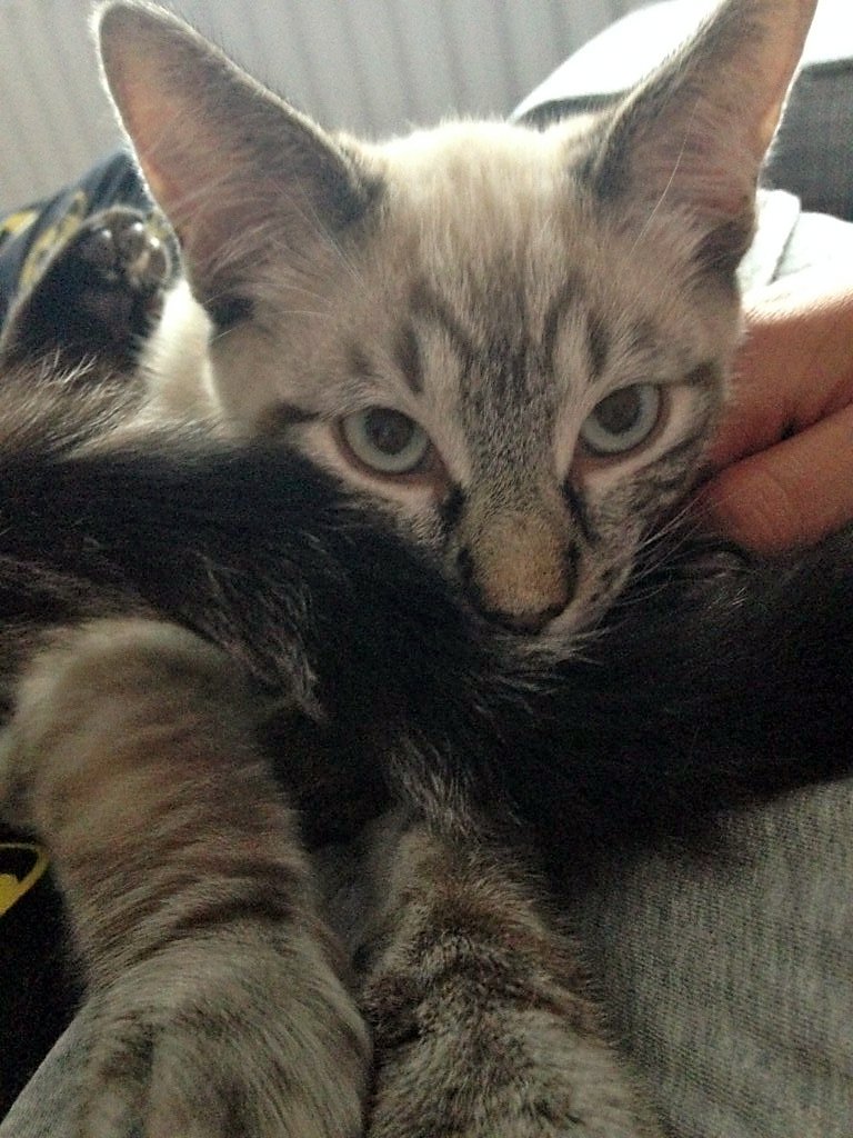 #vermist #kat #Mighty in #Hulst (ZL) sinds 20-12-2015. Helpmijvinden.nl: bit.ly/1RzTUCQ