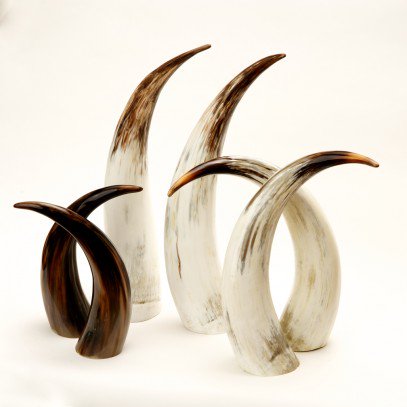 Get a load of those horns! Boniti is proud to support <a href="/EastAfricanTrad/">East African Trading</a>! See their collection in our showroom today!